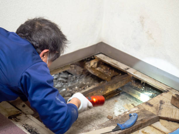 Best Industrial Mold Remediation in Florida, NY