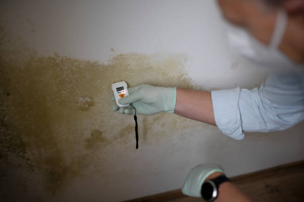 Best Basement Mold Remediation in Florida, NY