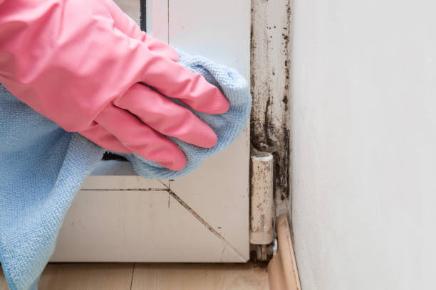 Professional Mold Remediation in Florida, NY